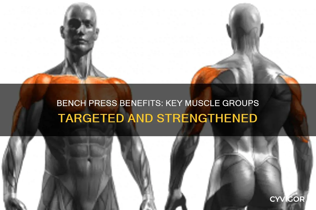 what muscle groups does bench press target