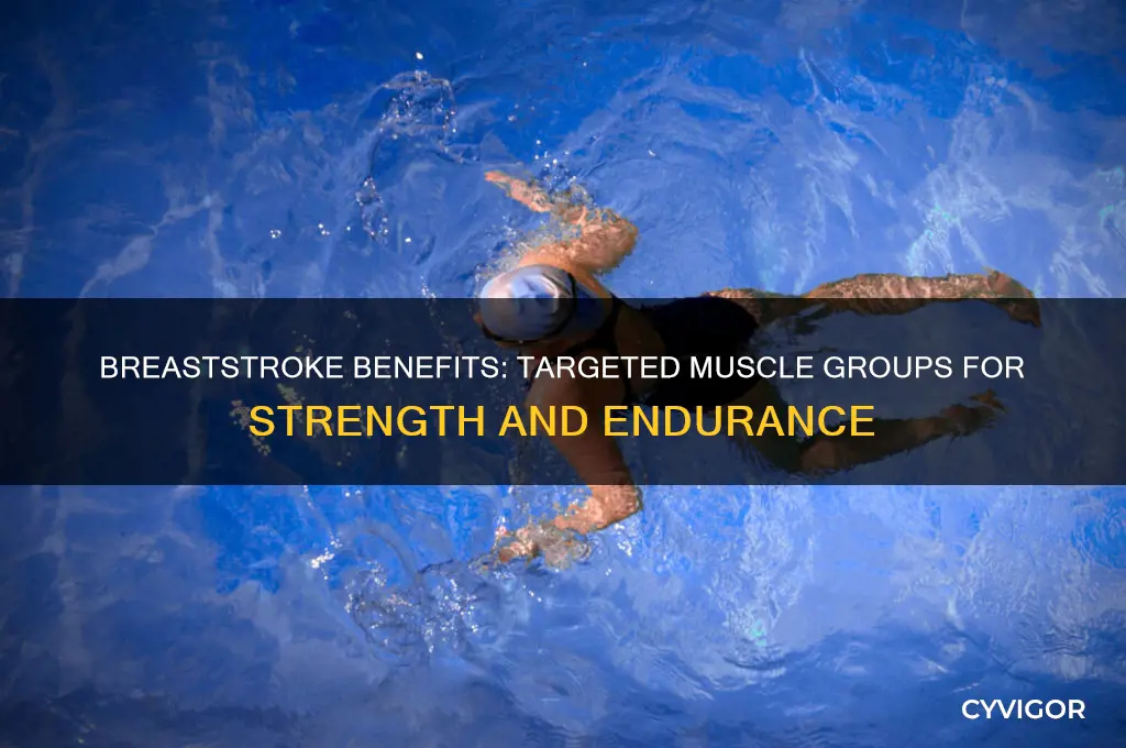 what muscle groups does breaststroke work