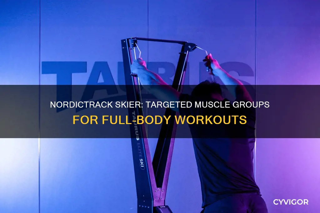 what muscle groups does nordic track skier work