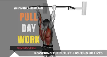 Pull Day Power: Targeting Back, Biceps, and Rear Shoulders Effectively