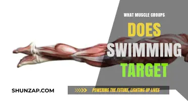 Swimming's Full-Body Workout: Targeted Muscle Groups Revealed