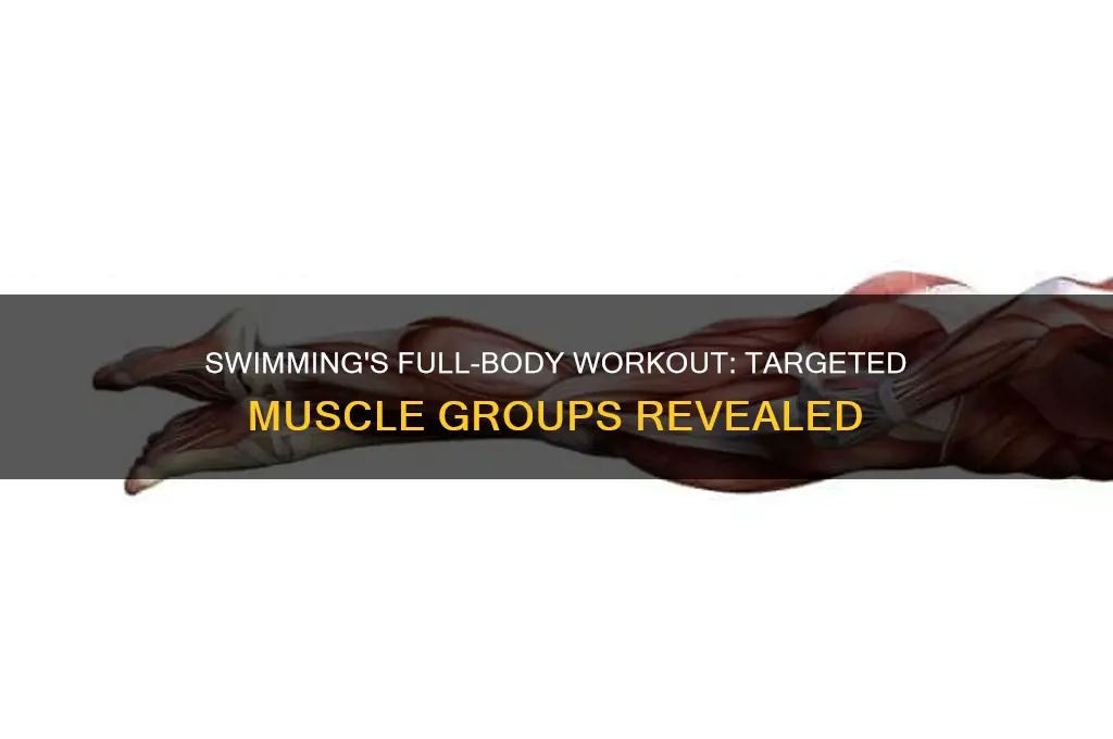 what muscle groups does swimming target