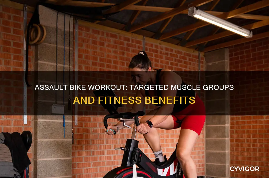 what muscle groups does the assault bike work