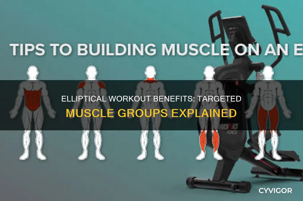 what muscle groups does the elliptical target