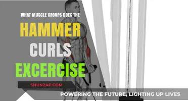 Hammer Curls: Targeted Muscle Groups for Stronger Arms and Shoulders