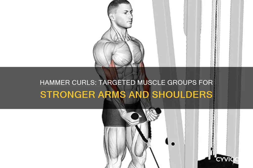 what muscle groups does the hammer curls excercise