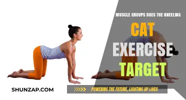 Kneeling Cat Exercise: Targeted Muscle Groups for Core and Flexibility
