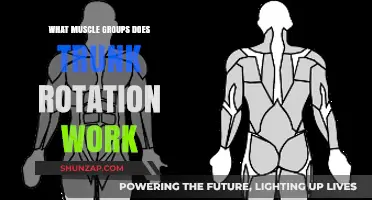 Trunk Rotation Benefits: Targeted Muscle Groups and Core Strengthening Explained