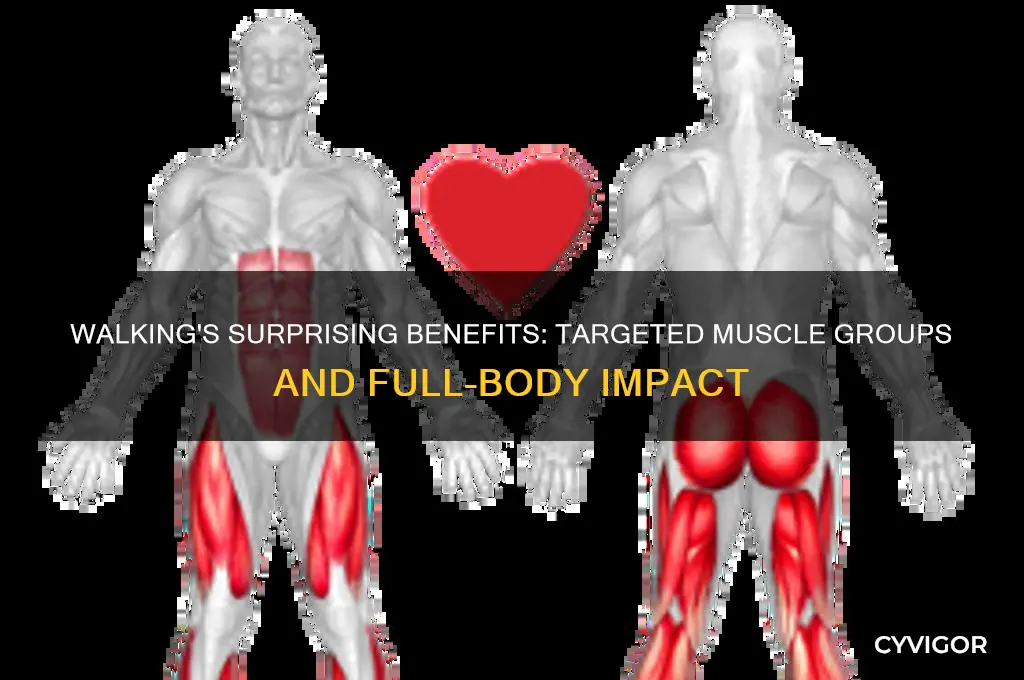 what muscle groups does walking target