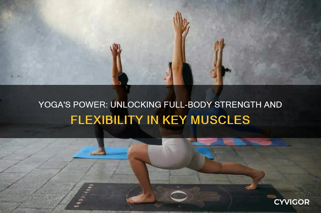 what muscle groups does yoga target
