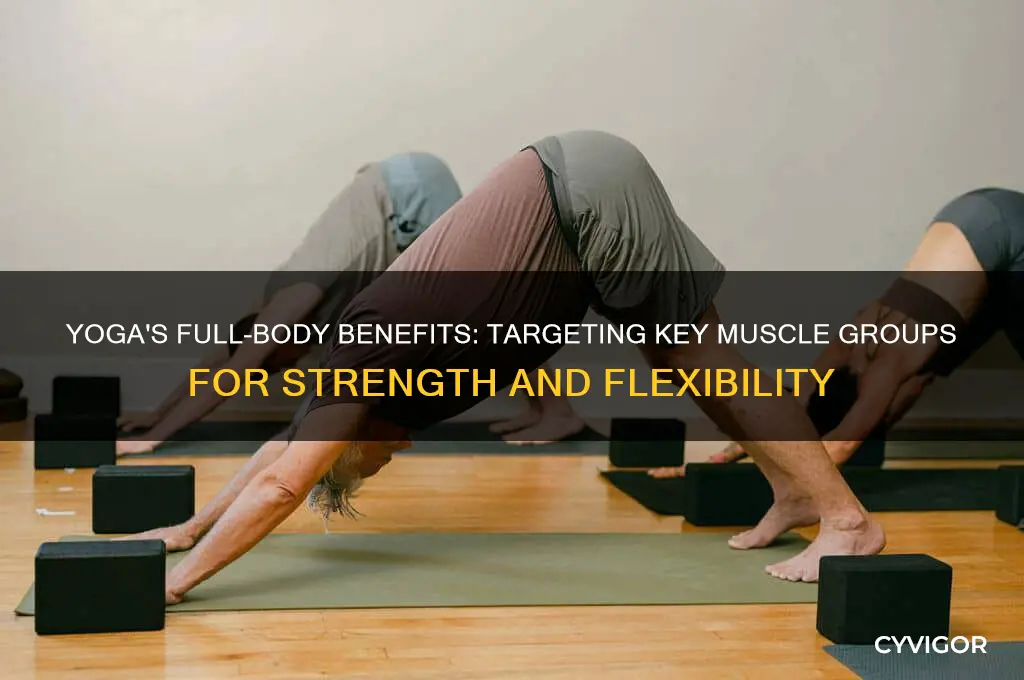what muscle groups does yoga work