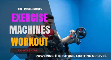 Maximize Your Workout: Muscle Groups Targeted by Exercise Machines