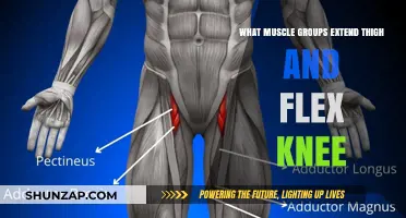 Thigh Extension and Knee Flexion: Key Muscle Groups Explained