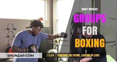 Essential Muscle Groups for Boxing: Strength, Speed, and Power Training