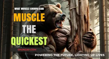 Fastest Muscle Growth: Which Groups Bulk Up the Quickest?