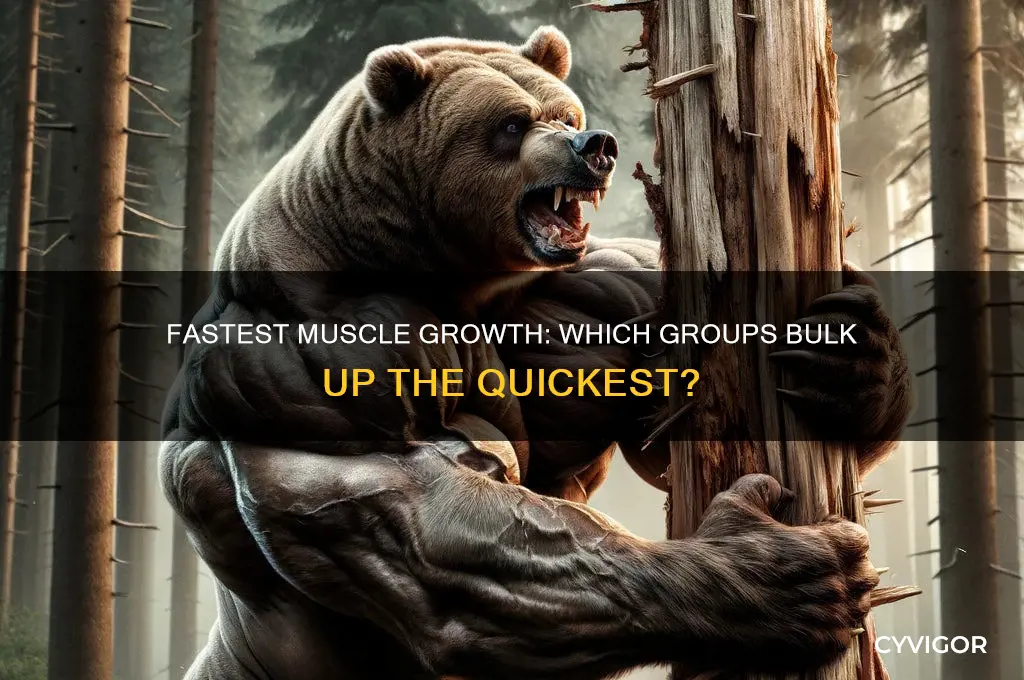 what muscle groups gain muscle the quickest