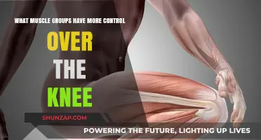 Key Muscles Controlling Knee Movement and Stability Explained