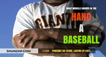 Baseball Grip Strength: Key Hand Muscle Groups for Optimal Performance