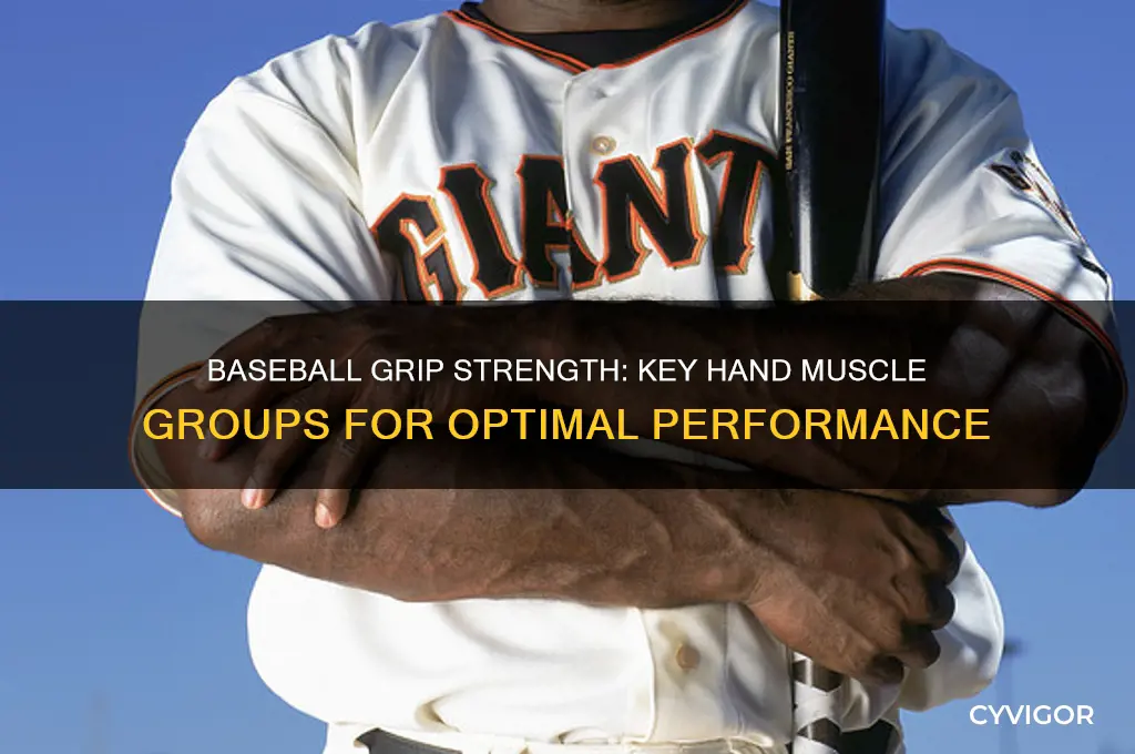 what muscle groups in the hand a baseball