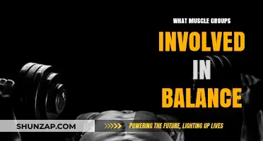 Muscles for Stability: Key Groups That Enhance Your Balance