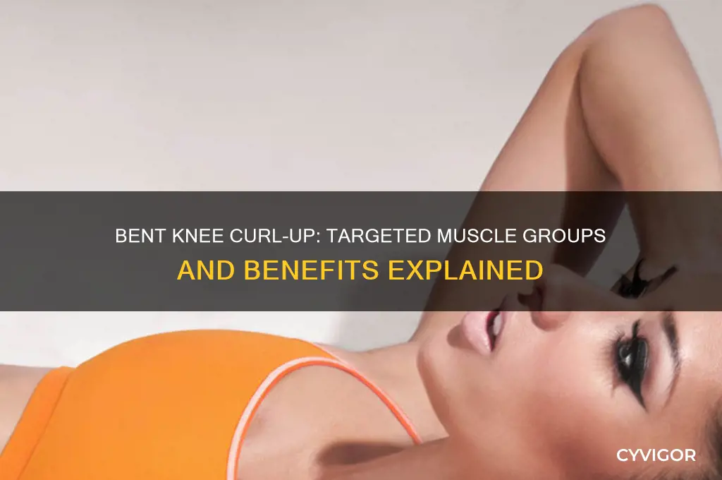 what muscle groups is worked in thebent knee curl-up