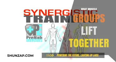 Synergistic Strength: Muscle Groups That Work Together to Lift