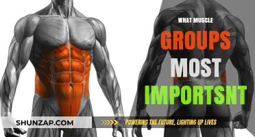 Essential Muscle Groups for Strength, Balance, and Overall Fitness