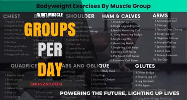 Effective Daily Workout Plan: Targeting Muscle Groups for Optimal Results