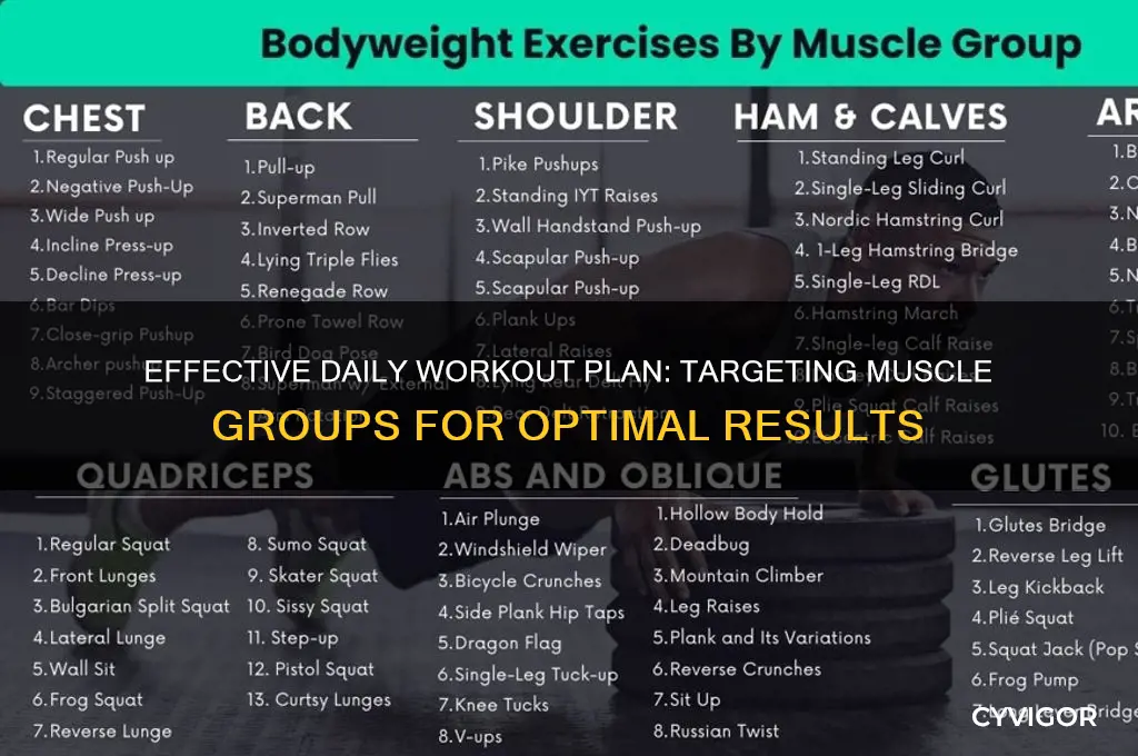 what muscle groups per day