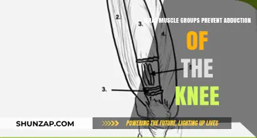 Muscles Counteracting Knee Adduction: Key Groups and Their Roles