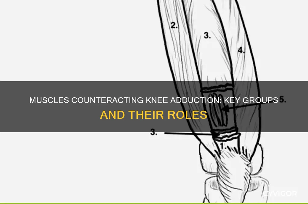 what muscle groups prevent adduction of the knee