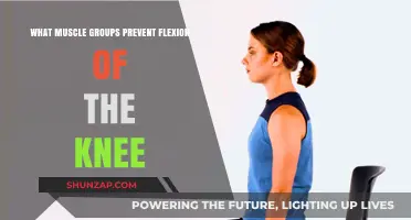 Muscles That Resist Knee Flexion: Key Groups and Functions