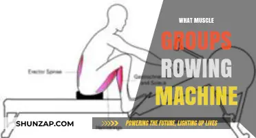 Rowing Machine Workout: Targeting Full-Body Muscle Groups for Strength