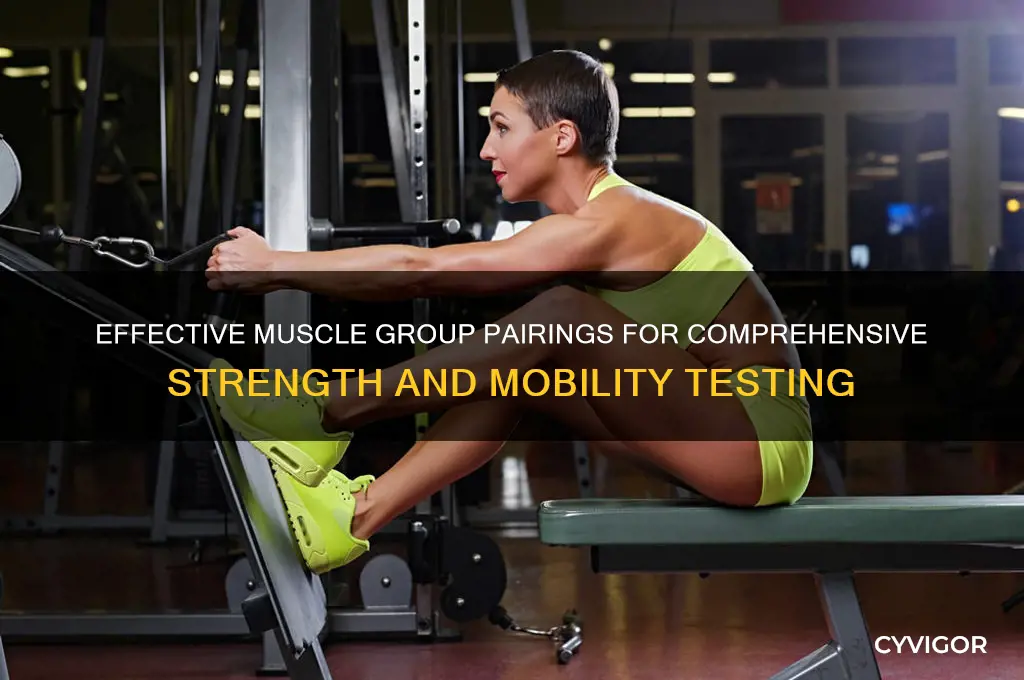 what muscle groups should i test together