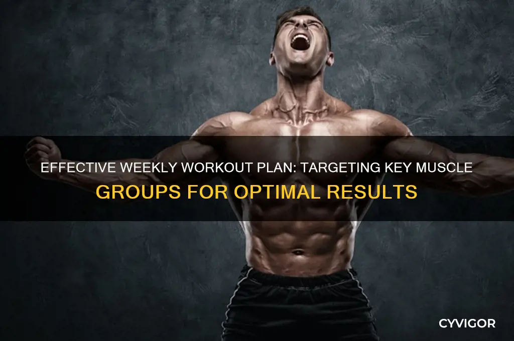 what muscle groups should i workout weekly