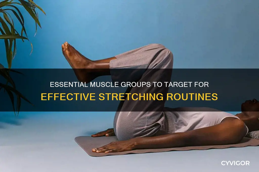 what muscle groups should you target when stretching