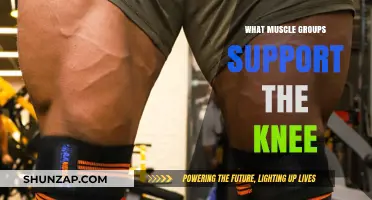 Essential Muscle Groups Supporting Knee Stability and Strength Explained