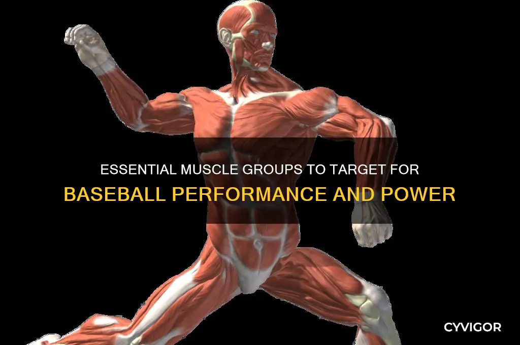 what muscle groups to focus on for baseball