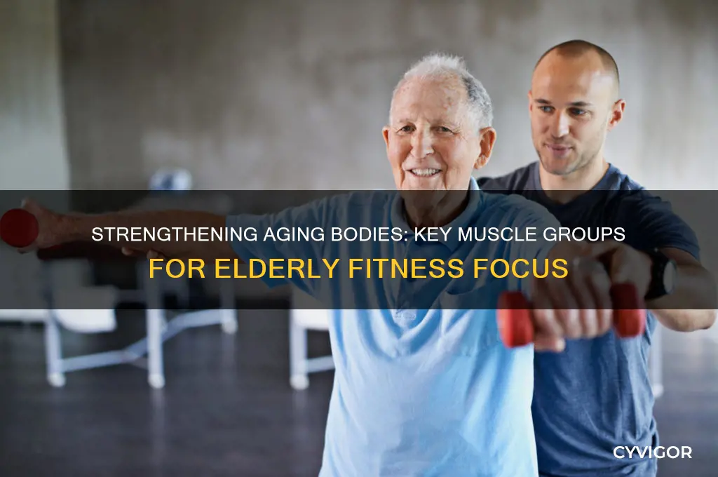 what muscle groups to focus on for elderly