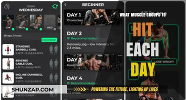 Effective Daily Workout Plan: Targeting Muscle Groups for Optimal Results