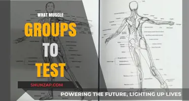 Essential Muscle Groups to Test for Optimal Strength and Performance