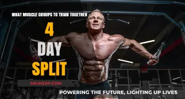 Effective 4-Day Muscle Group Pairings for Optimal Workout Splits