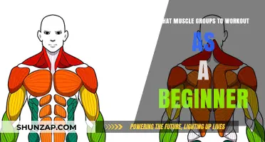Essential Beginner Workout: Targeting Key Muscle Groups for Effective Results