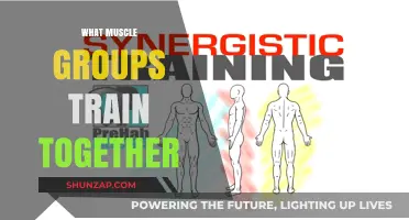 Effective Muscle Pairing: Maximizing Workouts with Synergistic Muscle Groups