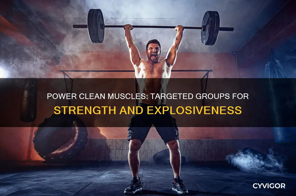 what muscle groups when doing a power cleam