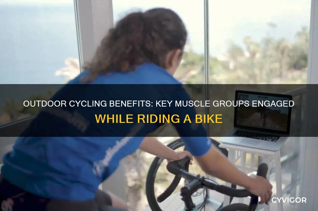 what muscle groups worked when riding a bike outside