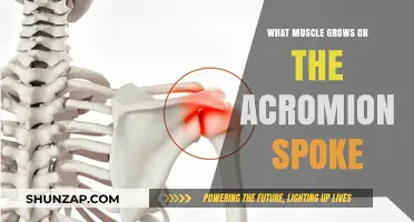 Understanding Muscle Growth on the Acromion Process: Anatomy Explained