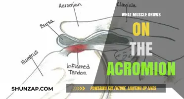 Understanding Muscles Attached to the Acromion: Growth and Function Explained