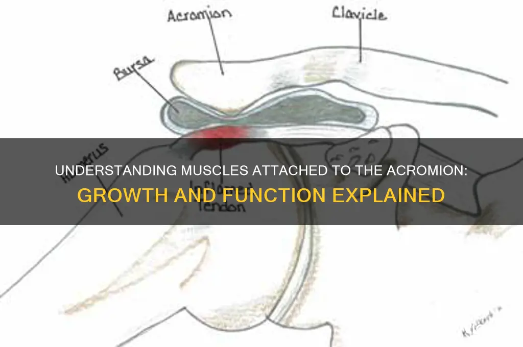 what muscle grows on the acromion