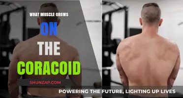 Coracoid Muscle Growth: Understanding the Pectoralis Minor's Development